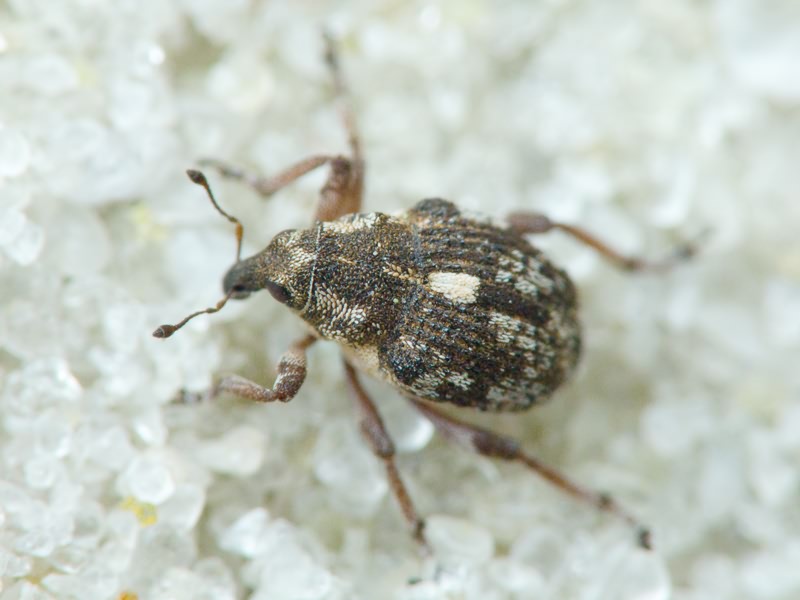 Rhinoncus pericarpius (Linnaeus, 1758)